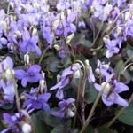 Viola labradorica - Viola labradorica