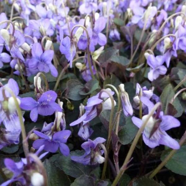 Viola labradorica - VIOLETTE DU LABRADOR , PENSÉE VIVACE - plantes vivaces  - Acheter des plantes en ligne | Matelma.com
