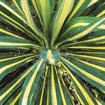 Yucca filamentosa 'Color Guard' - 