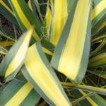 Yucca filamentosa 'Gold Heart' - 
