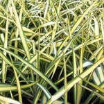 Yucca flaccida 'Golden Sword' - 