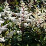 Astilbe x arendsii  'Rock and Roll' - Astilbe x arendsii 'Rock and Roll'