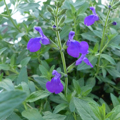 Salvia microphylla 'Blue Monrovia' - 