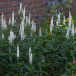 Veronica spicata 'FIRST Lady' - Veronica spicata 'FIRST Lady'