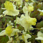 Epimedium pinnatum subsp. colchicum - 