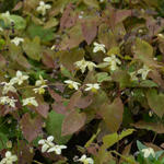 Epimedium x versicolor 'Neosulphureum' - 
