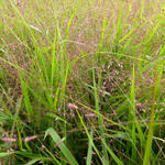 Eragrostis spectabilis JS 'Great Plains' - 