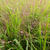 Eragrostis spectabilis JS 'Great Plains'