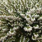 Erica x darleyensis f. albiflora 'Silberschmelze' - 