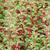 Fuchsia magellanica var. gracilis