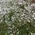 Gypsophila paniculata 'FESTIVAL White'