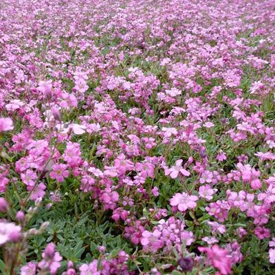 Gypsophila repens 'Rosea' - GYPSOPHILE RAMPANT , SOUPIR DE BÉBÉ  'ROSEA'