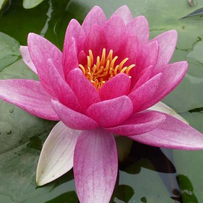 Nymphaea 'Attraction' - 
