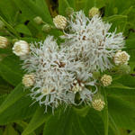Vernonia crinita f. alba - 