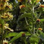 Inula racemosa 'Sonnenspeer' - 