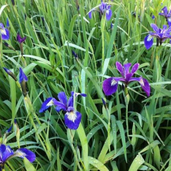 Garten & Heimwerken Garten Pflanzen Wasserpflanzen 6x Iris \'Versicolor\' Wilde Schwertlilie 