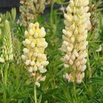 Lupinus russell 'Chandelier' - 