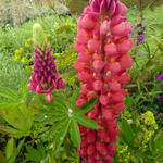 Lupinus russell  'My Castle' - 