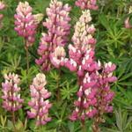 Lupinus russell 'The Chatelaine' - 