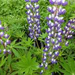 Lupinus  russell 'The Governor' - Lupinus russell 'The Governor'
