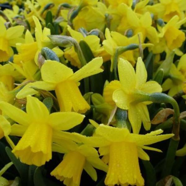 Portal Cool 50 Narcissus Â« Tete A Tete Â» nain jonquille printemps frais Bulbes Ã  fleurs