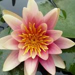 Nymphaea 'Sioux' - 