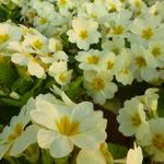 Primula vulgaris - Stängellose Schlüsselblume