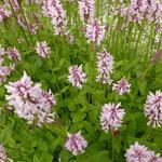 Stachys monieri 'Rosea' - 