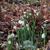 Galanthus elwesii