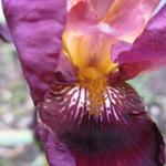 Iris germanica 'Senlac' - 