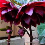 Helleborus orientalis 'Purple Pink Pompon' - 