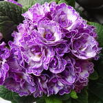Primula vulgaris BELARINA 'Lively Lilac' - 
