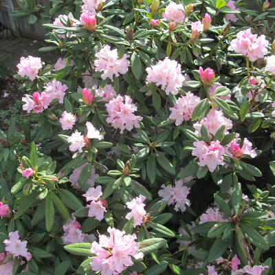 Rhododendron 'Christmas Cheer' - 