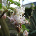 Ribes sanguineum 'Tydemans White' - 