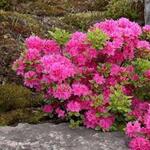 Rhododendron 'Maruschka' - 