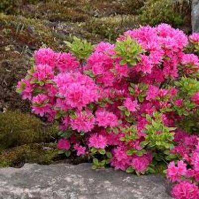 Rhododendron 'Maruschka' - 