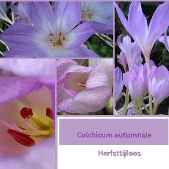 Colchicum autumnale 'Major'