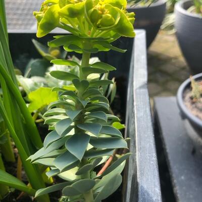Euphorbia rigida - 