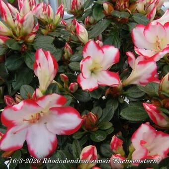 Rhododendron simsii 'Sachsenstern'