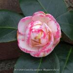 Camellia japonica 'Margaret Davis' - 
