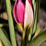 Tulipa humilis 'Persian Pearl' - 