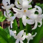 Hyacinthus orientalis 'White Pearl' - 