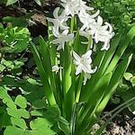 Hyacinthus orientalis 'White Pearl' - 