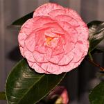 Camellia japonica 'William Bartlett' - 