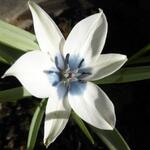Tulipa humilis var. pulchella Albocaerulea Oculata Group - 