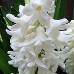 Hyacinthus orientalis 'Fairy White' - 