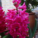 Hyacinthus orientalis 'Jan Bos'   - 