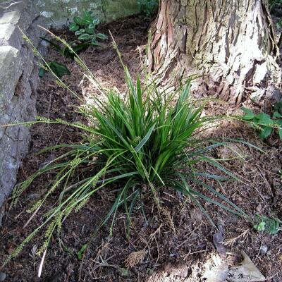 Carex morrowii 'Variegata' - Carex morrowii 'Variegata'