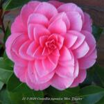 Camellia japonica 'Mrs. Tingley' - 