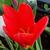 Tulipa kaufmanniana 'Showwinner'